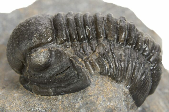 Detailed Proetid (Gerastos) Trilobite Fossil - Morocco #343301